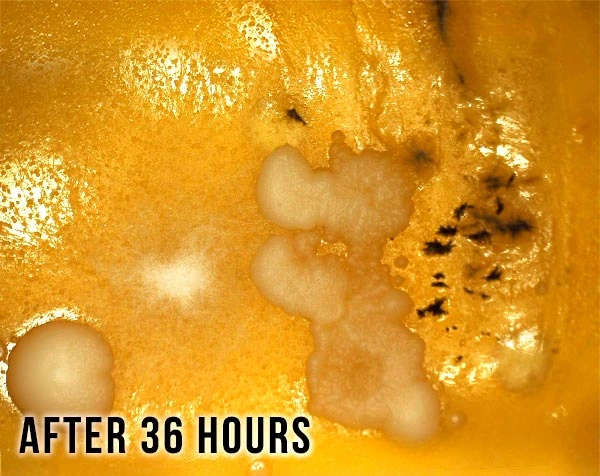The same dip slide after 36 hours, the colonies spreading