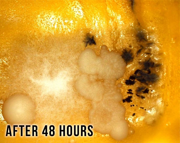 After 48 hours: white growth and dark patches spreading across the slide