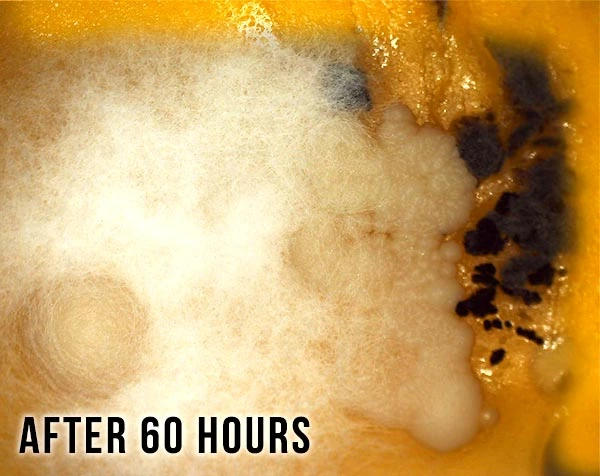 After 60 hours: a white, furry mat over most of the slide