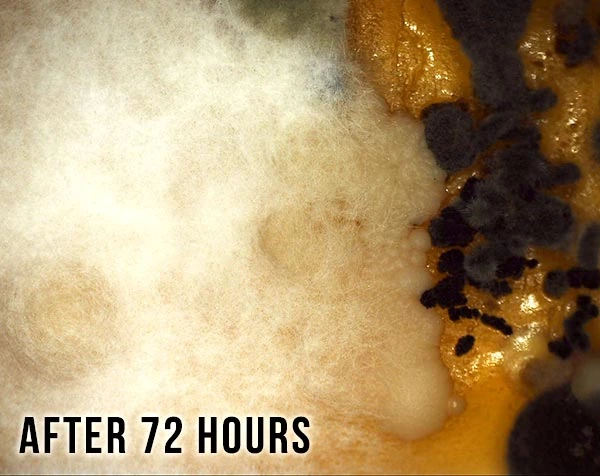 After 72 hours: the mat thicker, with dark colonies at the edge