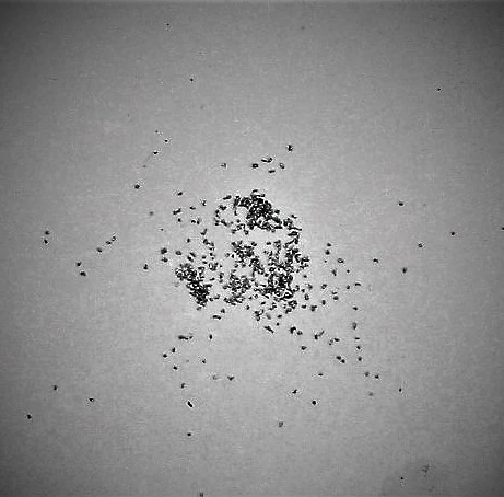 A few remaining 243 particles, scattered and dissolving