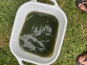 Water from Dale’s Part B flushes, early on: almost black