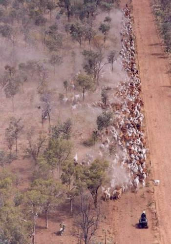Mustering cattle on the property in North Queensland